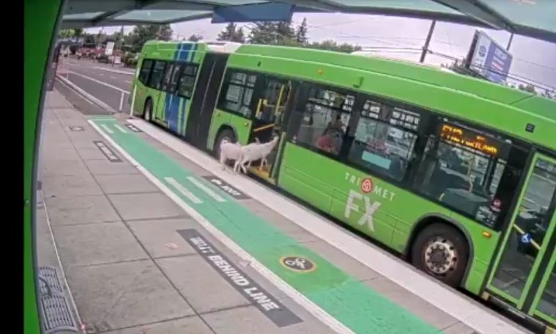 תקרית משעשעת בפורטלנד: עיזים ניסו לעלות לאוטובוס בלי לשלם