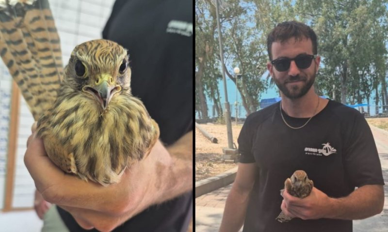 עובד בכינרת מצא בז פצוע והזעיק אמבולנס