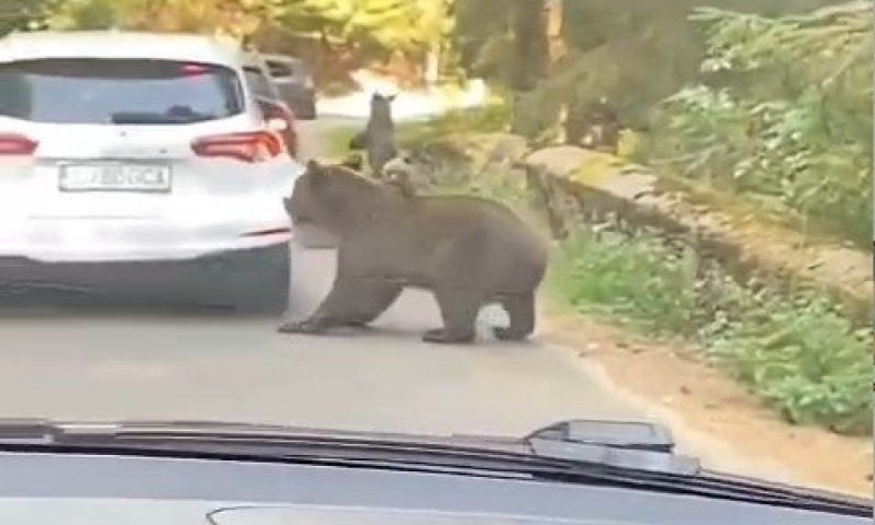 מפגש חריג ומלחיץ ברומניה: דובה התנפלה על רכב ופירקה את הפגוש 