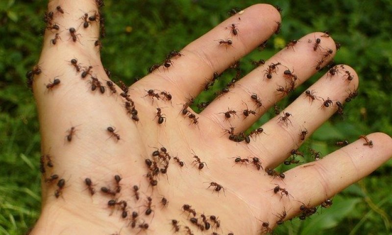 מה קרה כאשר הנמלה פגשה את הקורונה?