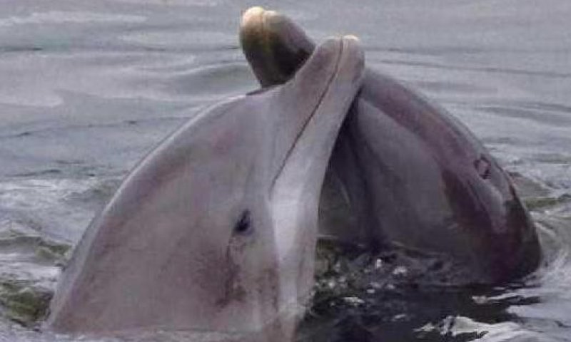 דולפינים. צילום אילוסטרציה