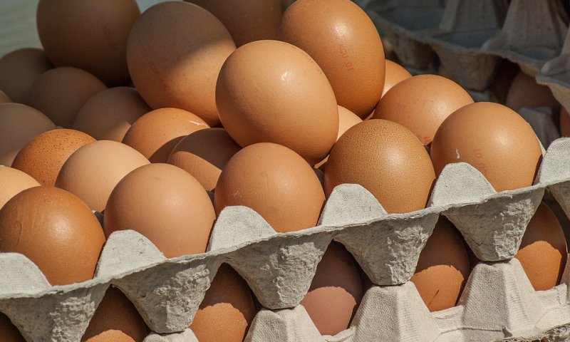 תבנית ביצים. צילום: pixabay