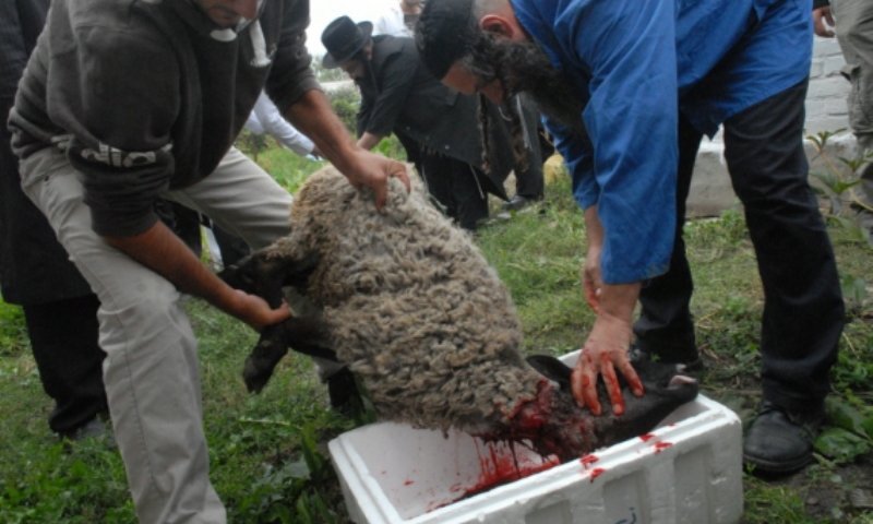 שחיטת כבש באומן. צילום: נחמן יס