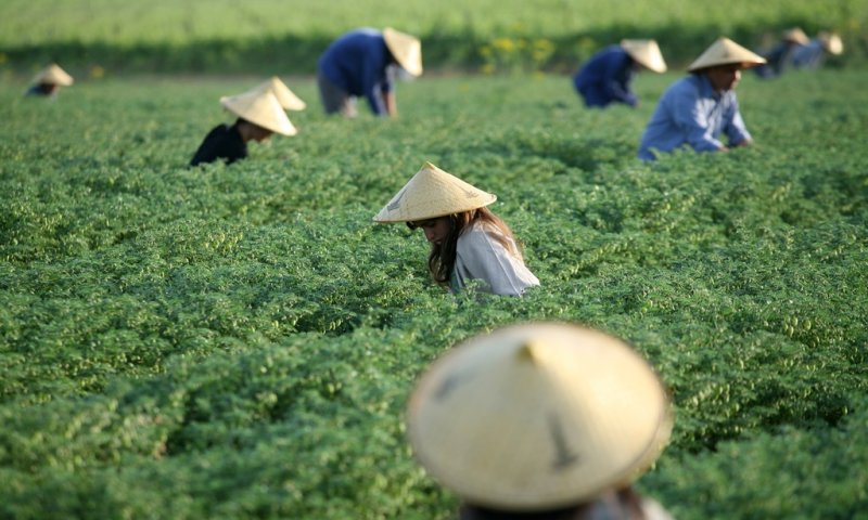 עובדים בסין. צילום: משה שי, פלאש 90