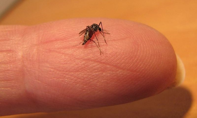 יתוש הטיגריס האסייני (עידו שקדי)