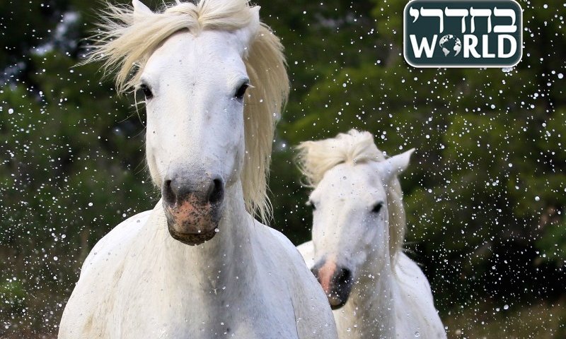 סוס, צילום: דורון הורוביץ, פלאש 90