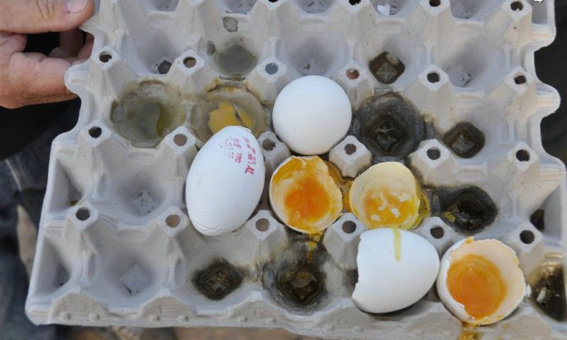 Eggs. Photo: Uzi Barak 