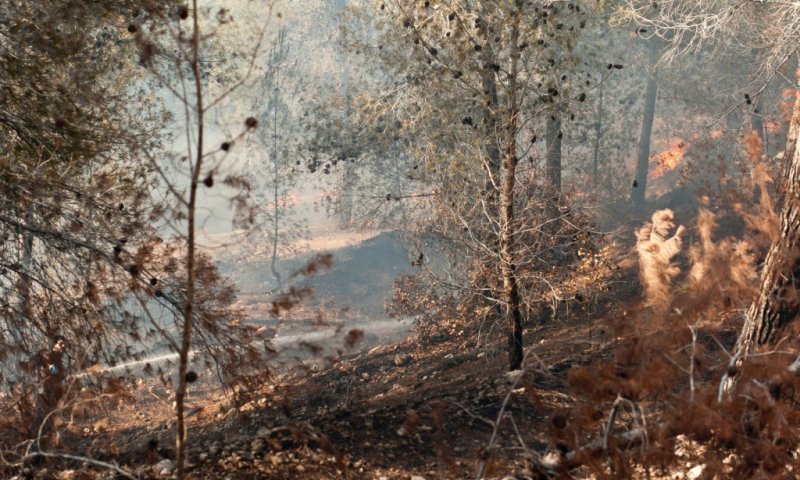שריפה ביער. צילום ארכיון