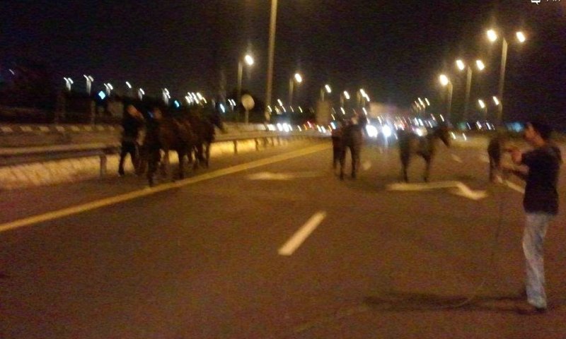 סוסים על כביש בינעירוני; צילום רס"ל מיטל אלגרסי- מתנ"א ת"א