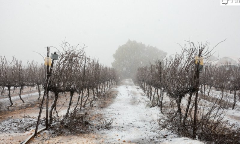 צילום: נתי שוחט, פלאש