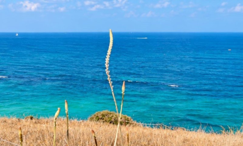 לא מחכים ללוח שנה: נדידת הציפורים ופריחת החצבים החלו | גלריה מרהיבה