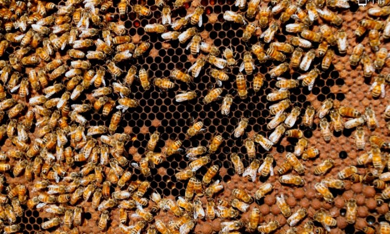 דבורים, פלאש90