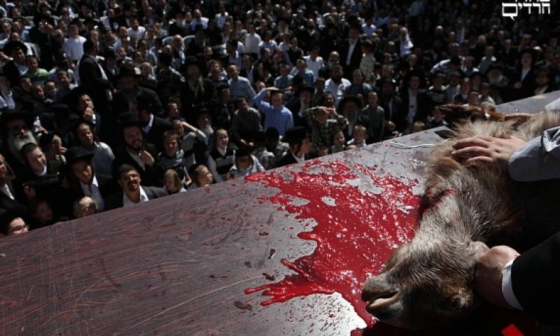 Slaughter in Jerusalem. Photo: Yaakov Nachumi