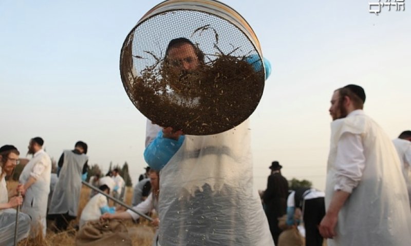 קציר חיטים. צילום: יעקב נחומי