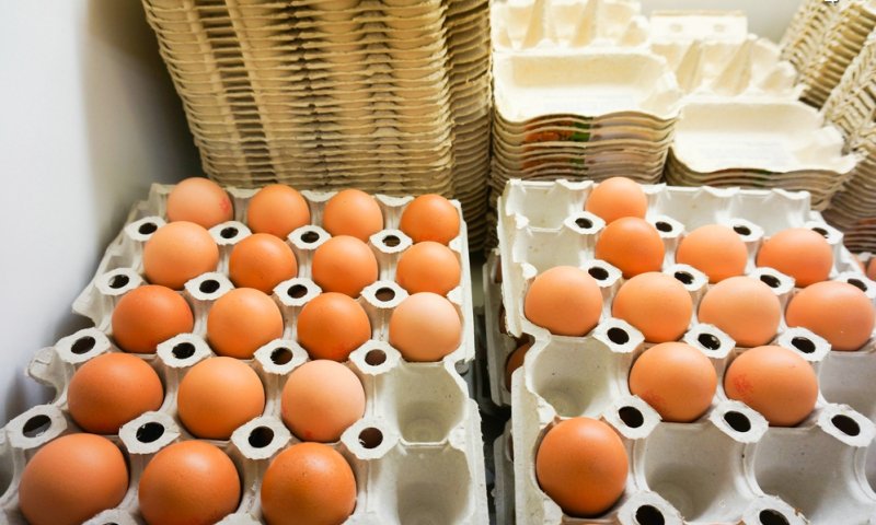 תבנית ביצים. צילום: shutterstock