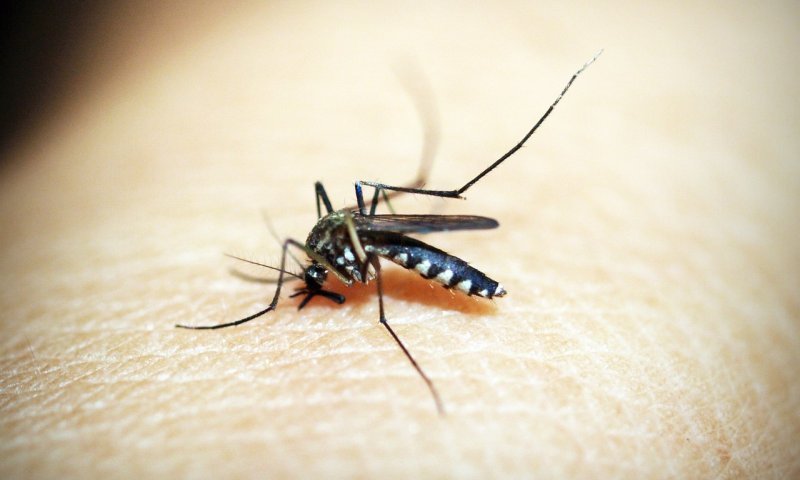 שלא יעקצו אתכם: כך תתגוננו מפני היתושים