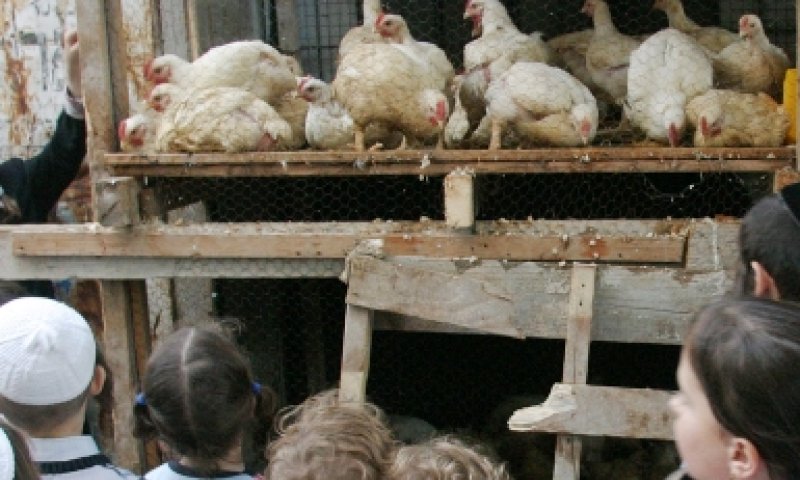 תרנגולות מוחזקות בתת תנאים