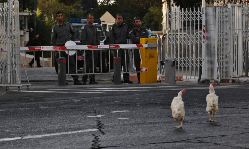 התרנגולים של הפגנת סטודנטים מול בית ראש הממשלה. צילום: פלאש 90