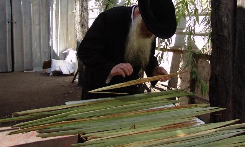 אולי זה 'לולב הגזול'? צילום: עזרא לנדאו