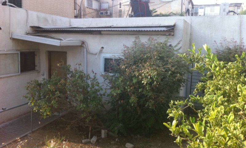העץ הנובל בחצר ביתו של הגרמ"י ליפקוביץ זצ"ל. צילום: בחדרי חרדים