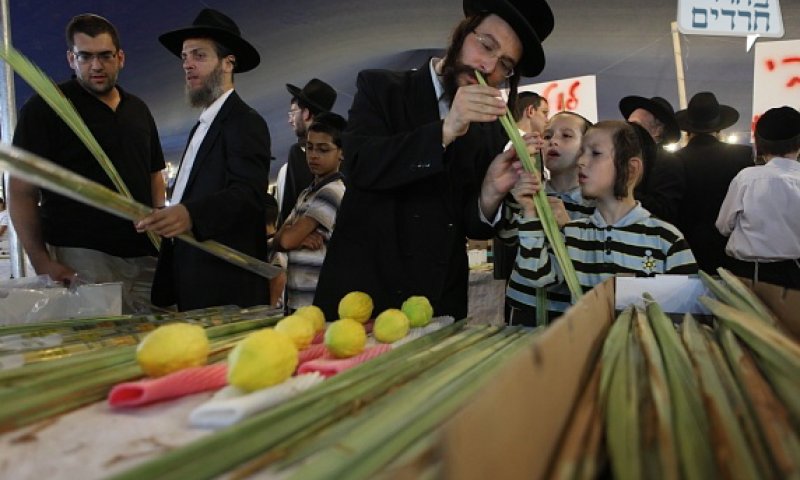 בוחרים לולבים. צילום: יעקב נחומי