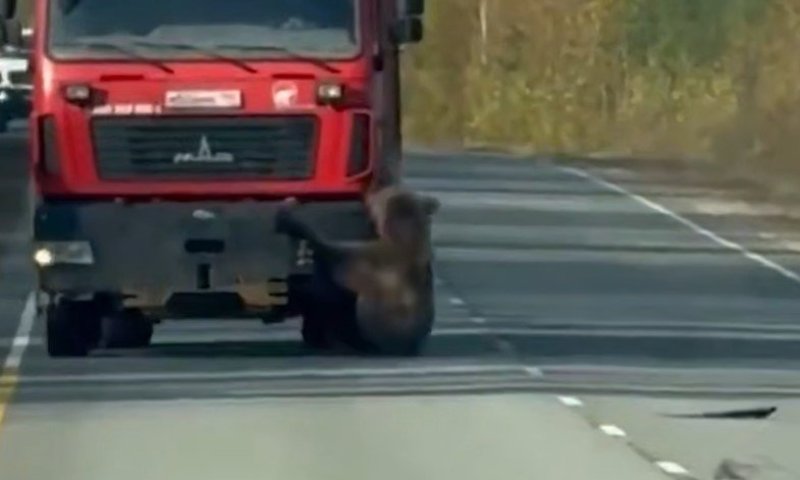 תיעוד חריג מרוסיה: דוב כרסם צמיג של משאית