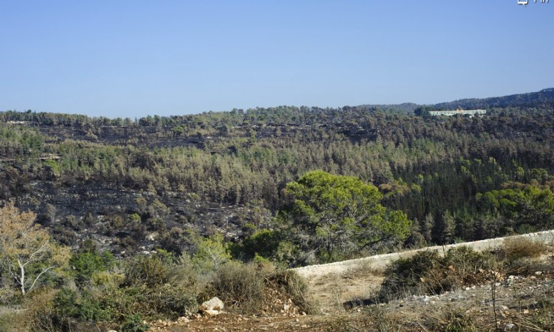 הר הכרמל בימים טובים יותר