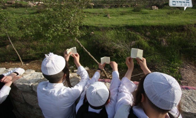 ברכת האילנות. צילום ארכיון 