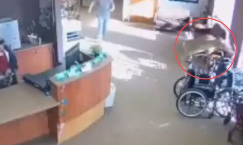 צבי התפרץ לבית אבות במישיגן והסתבך בין כסאות גלגלים &bull; צפו