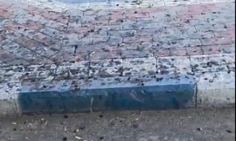 מטרד סביבתי או "קישוט" טבעי של המדרכות? תלוי את מי שואלים