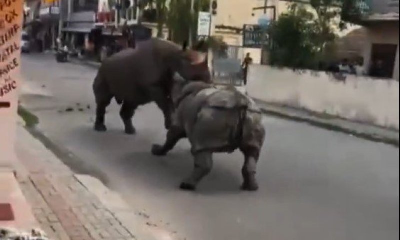 דרמה ברחובות נפאל: שני קרנפי ענק פתחו בדו-קרב באמצע הרחוב 