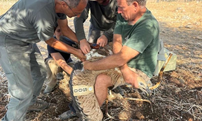 ממריאים מחדש: שני נשרים שוחררו בגליל עם משדרי GPS