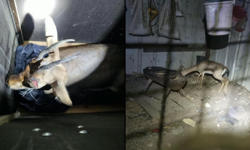 צביה מעוברת הוחזקה בכלוב בניגוד לחוק וחולצה על ידי הפקחים