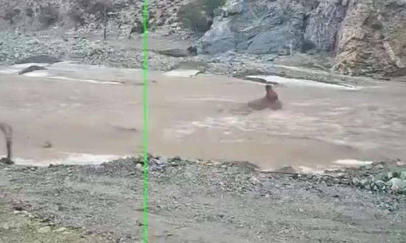 למדה פיזיקה? פרה מצאה דרך מבריקה לחצות שיטפון סוער בסין