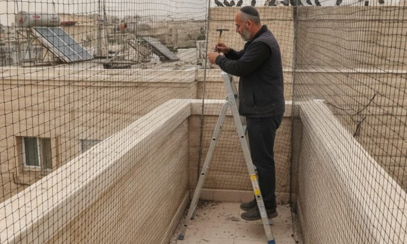 רשת יונים - הפתרון שלכם למטרד שלא מפסיק להציק