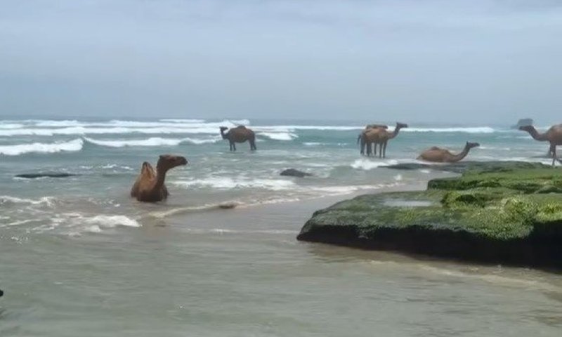 מחזה מרהיב במפרץ: גמלים תועדו רוחצים בחוף הים