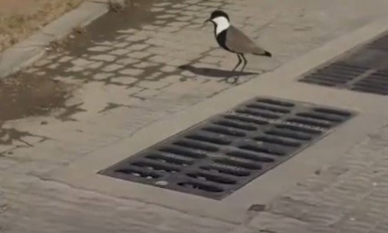 תיעוד מתוק: תושבים חילצו גוזל סיקסק שנפל לבור ניקוז