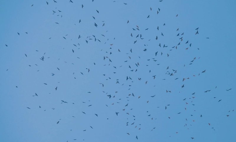 הביטו לשמים: אלפי עופות דורסים צפויים לחלוף בשמי ישראל 