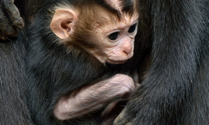קוף 'מקוק' שנולד. צילום: ספארי רמת גן 