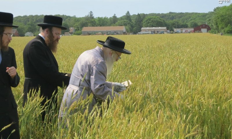 בקצירת החיטים 