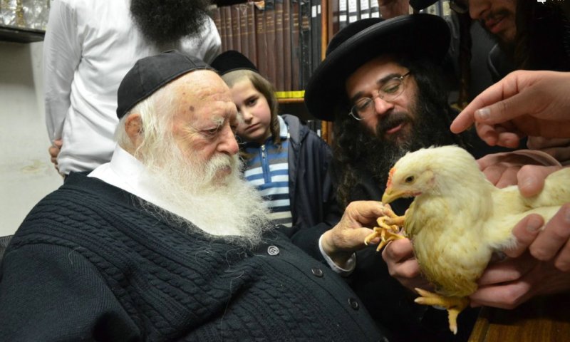 הגר"ח עם התרנגול. צילום: משה גולדשטיין 