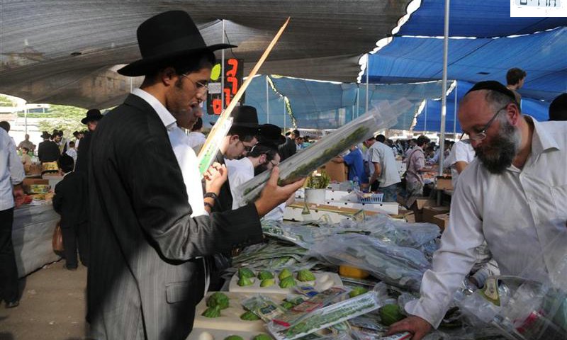 בוחרים ארבעת המינים בבני ברק. צילום: מנחם הלוי