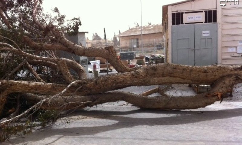 עצים שקרסו בדרום; צילום משה ויצמן - חדשות 24