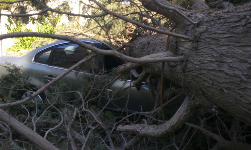 העץ על הרכב. צילום: אברימי וייס
