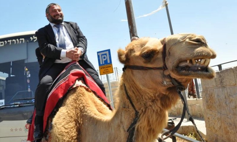 ככה יעשה ל'ראיס'. על הגמל 