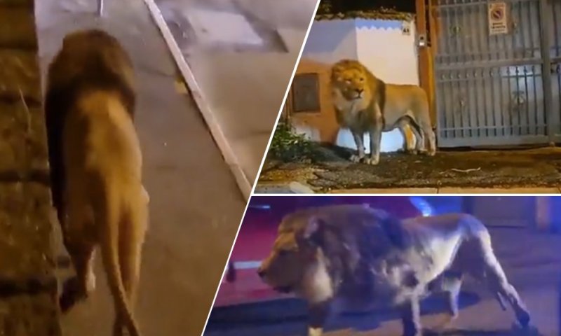 נתפס ע"י הפקחים: אריה נמלט מקרקס וטייל ברחובות דיספולי • צפו