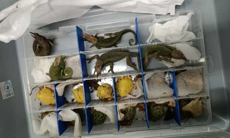 נוסע נתפס מבריח 160 חיות אקזוטיות כולל נחשים, זיקיות וצפרדעים