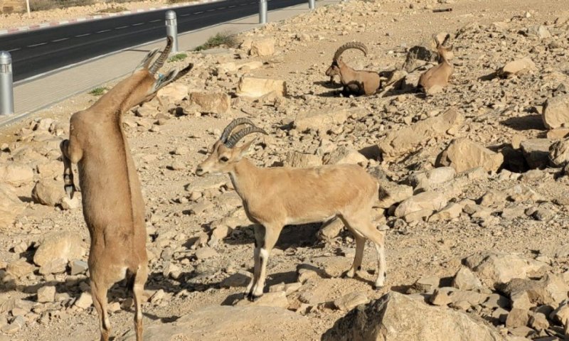 יעלים בדרום 