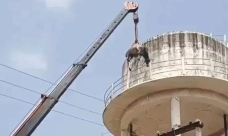בגובה 15 מטרים: שור טיפס למגדל מים בהודו וחולץ במנוף