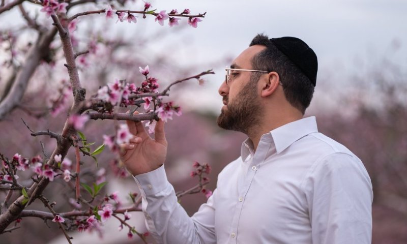 לרגל ט"ו בשבט: אבי לרנר בקאבר מסקרן - "אילן אילן"